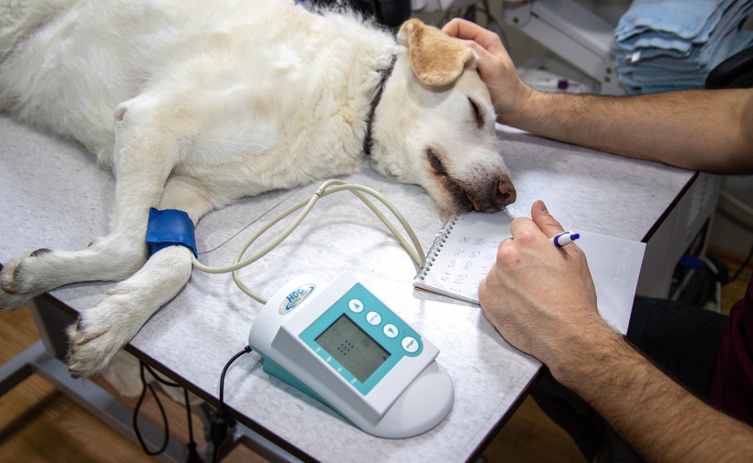 Faculdade Qualittas promove simpósio gratuito sobre discopatia em pets e lança pós-graduação em Osteopatia Veterinária